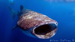 Mr Tibbs.......Annual Whale Shark Aggregation North of Is... by Aileen Caffrey 